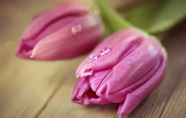 Picture drops, macro, tulips, buds