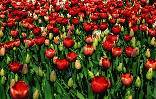 Greens, field, leaves, flowers, bright, spring, tulips, red