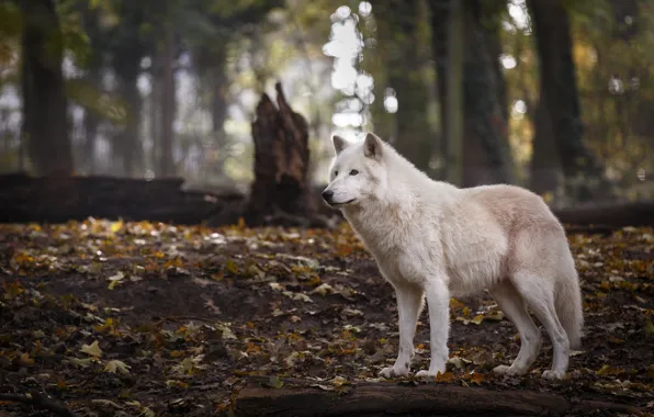 Autumn, forest, white, look, leaves, trees, nature, pose