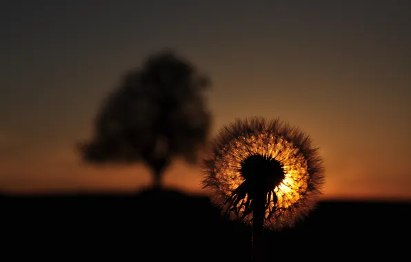 Picture the sky, macro, sunset, nature, dandelion