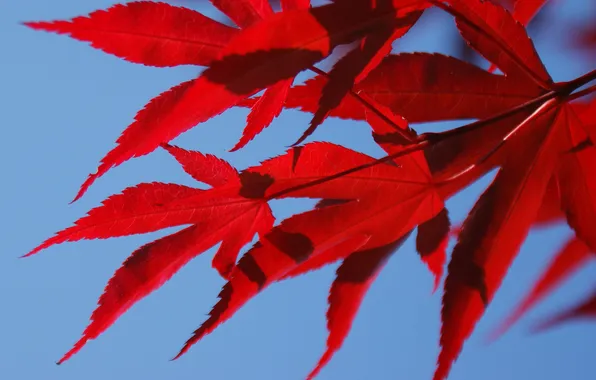 Picture autumn, the sky, leaves, maple