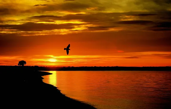Picture the sky, clouds, sunset, lake, tree, bird, silhouette