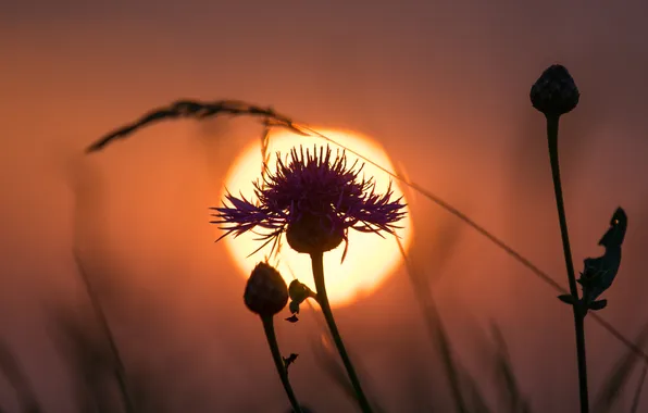 The sky, the sun, sunset, flowers, plant, silhouette, weed