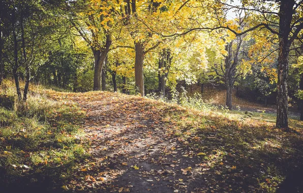 Grass, leaves, trees, branches, the way, sunlight