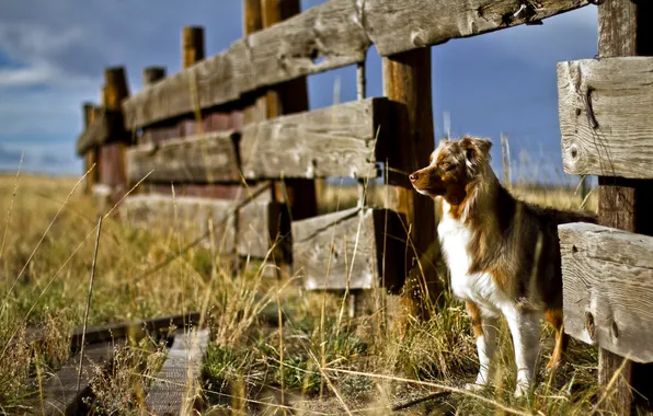 Picture look, each, dog