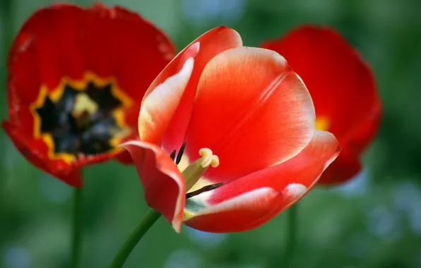 Leaves, flowers, red, Maki, tulips