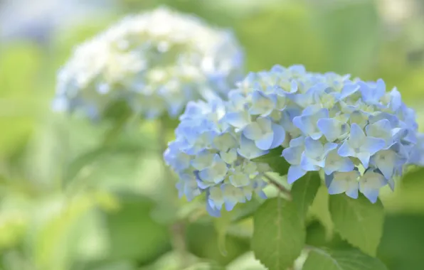 Wallpaper macro, blue, hydrangea