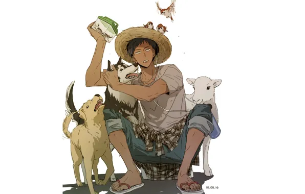 Dogs, birds, box, hat, Kuroko's Basketball, Kuroko from the Baske, Amine Dykes
