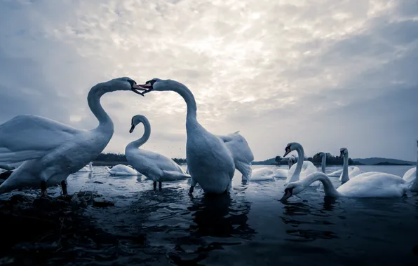 Nature, lake, swans