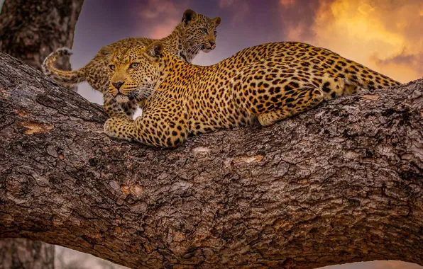 Sunset, cub, wild cats, on the tree, leopards