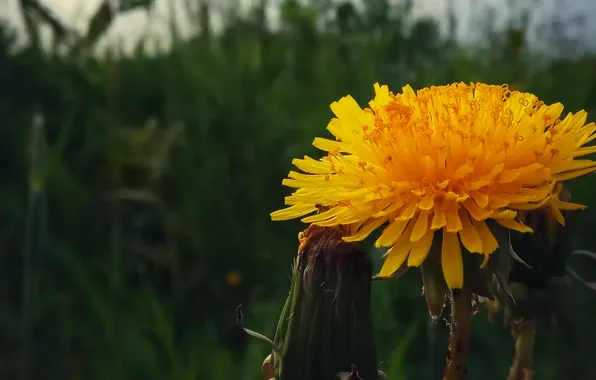 Macro, Flowers, Dandelion