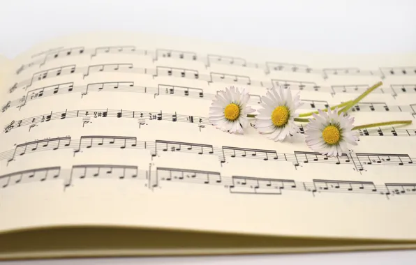 Flowers, notes, music, chamomile, white, trio, light background, bokeh