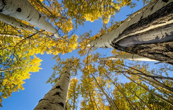 Autumn, the sky, leaves, trees, branches, trunk, aspen