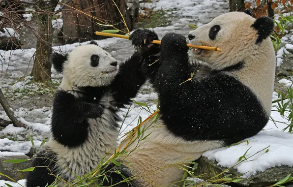 Snow, bamboo, Panda, cub