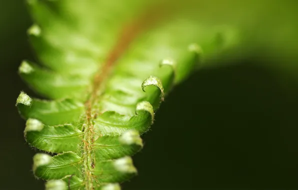 Leaves, plant, form, fern