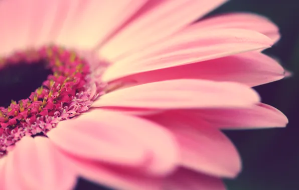 Flowers, Macro, Pink color