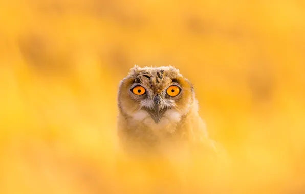 Picture look, background, owl, owlet, yellow background