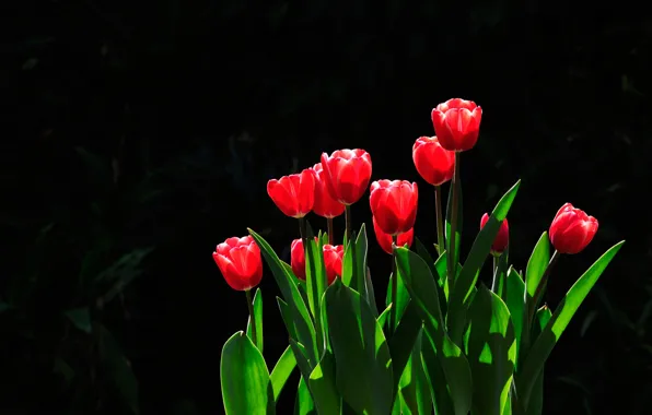 Leaves, light, flowers, red, spring, garden, tulips, black background