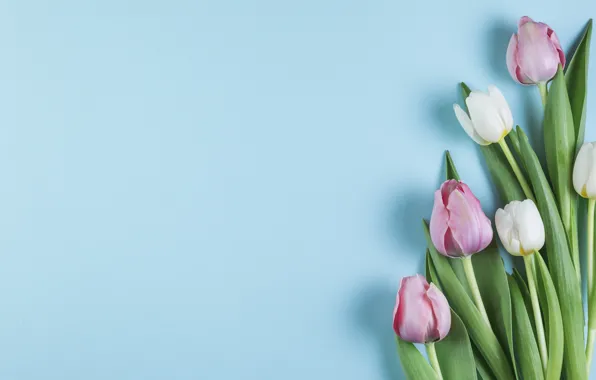 Flowers, tulips, pink, white, white, pink, flowers, beautiful