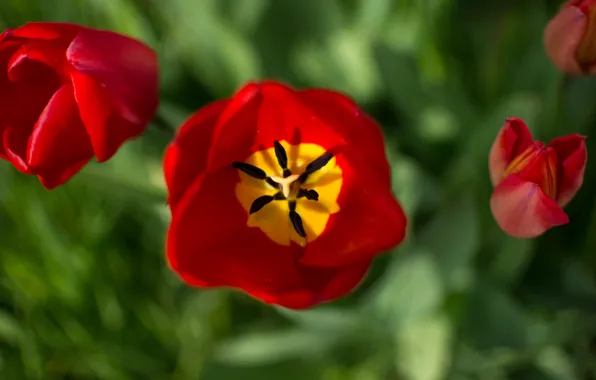 Picture macro, petals, tulips, buds, bokeh