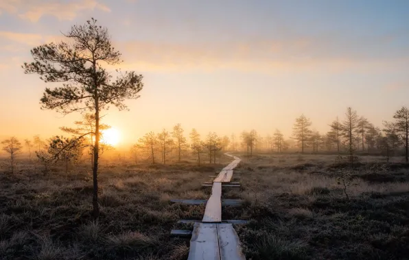 Picture autumn, fog, the evening
