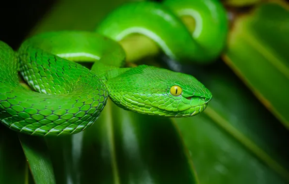 Nature, snake, black background, green