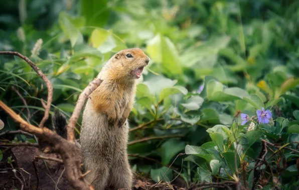 Greens, gopher, stand, bokeh, rodent, American long-tailed ground squirrel