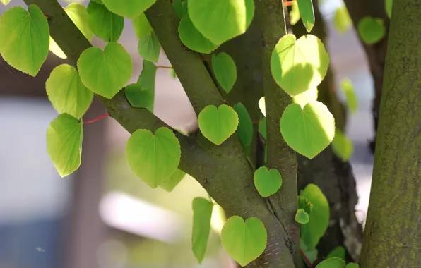 Leaves, trees, nature