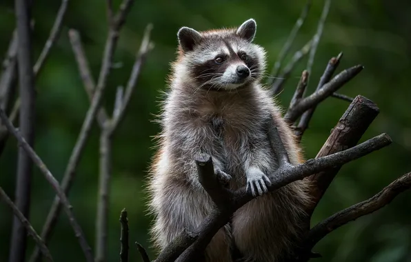 Picture branches, tree, raccoon