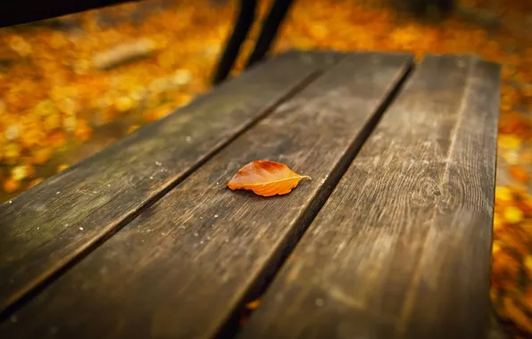 Picture autumn, sheet, bench