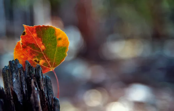 Picture autumn, macro, sheet, glare, bokeh