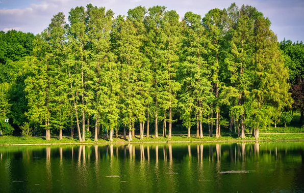 Water, trees, landscape, pond, Park