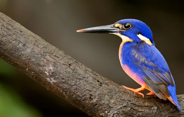 Nature, background, bird