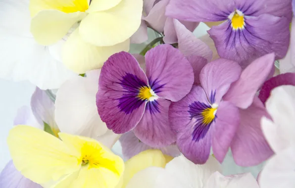 Macro, petals, Pansy, Violet Pansy