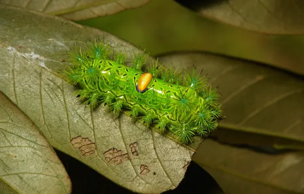 Macro, caterpillar, nature