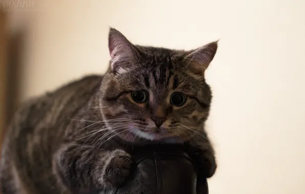 Cat, look, room, cat, chair, fluffy, Kote, Metis