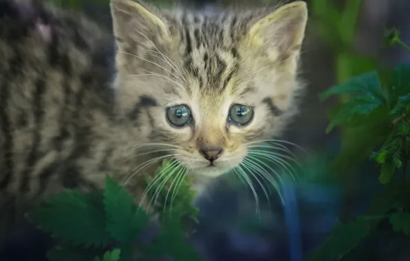 Picture grey, kitty, striped