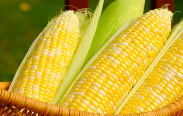 Picture basket, grain, corn, the cob