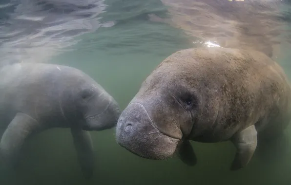 Picture nature, background, manatee