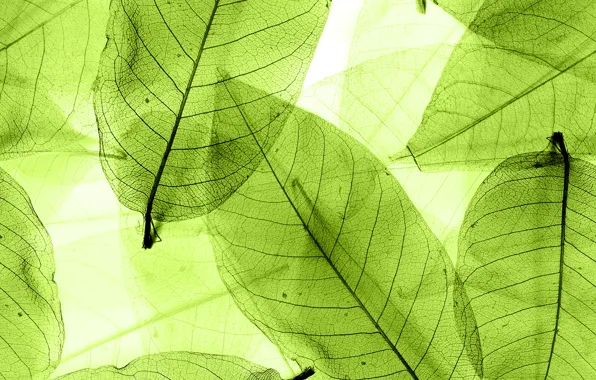 Picture leaves, green, abstract, leaves, macro, transparent