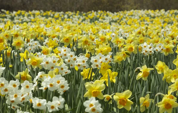 Spring, daffodils, plantation