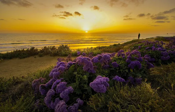 Sunset, flowers, the ocean, coast, CA, Pacific Ocean, California, The Pacific ocean