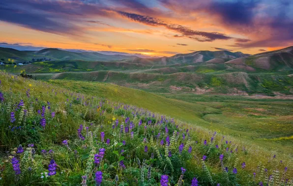 Field, flowers, mountains, nature, hills, slope, relief, lupins