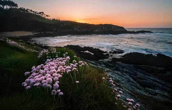 Picture sea, grass, sunset, flowers, rocks, shore, the evening, surf