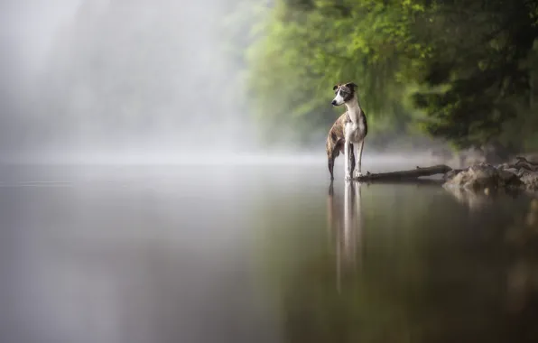 Branches, nature, pose, fog, shore, dog, pond