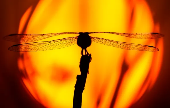 The sun, sunset, dragonfly, silhouette, insect