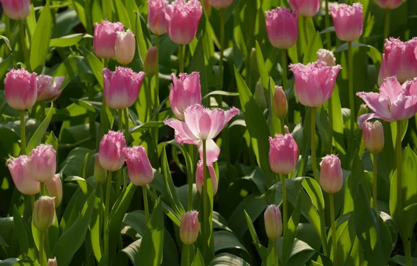 Picture spring, tulips, pink, flowerbed