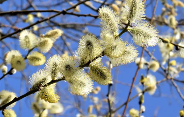 The sky, branches, nature, blue, spring, yellow, flowering, kidney