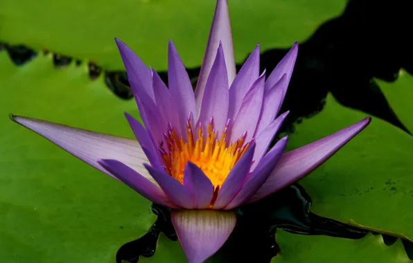 Picture Macro, Macro, Water lily, Water Lily, Purple flower, Purple flower