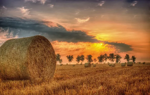 Field, summer, sunset, hay